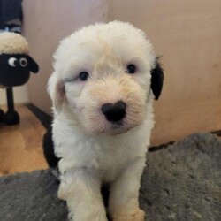 Lovely Old English sheepdog puppies looking for forever home/Old english sheepdog/Mixed Litter/6 weeks,Our lovely family dog Gladys had her first litter of 8 puppies 4 weeks ago. 4 males and
4 females. Pups are very chunky and forward and fully health screened, wormed and will be chipped
and have first vaccines when they leave. Pups are raised in a busy family home with dogs of all shapes and sizes, cats, other animals and young children.
Mum is fully health screened and has not had a days illness in her life. She as is typical of the breed is very soft and bombproof.
Pups will leave with lifetime support