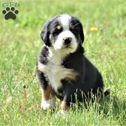 Carl/Greater Swiss Mountain Dog									Puppy/Male	/5 Weeks,Beautiful GSMD boy! Will be vet checked, up to date on shots & wormer. Mom is a family dog with a great personality. Ready to find his place in your family!