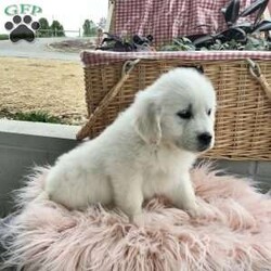 Chloe/English Cream Golden Retriever									Puppy/Female	/9 Weeks,Meet this beautiful English cream golden retriever puppy! This litter is being family raised in the country around children . They are full of sweetness and would love to meet you ! They come with full AKC registration , vet check , schedule of vaccines and deworming