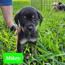 Adopt a dog:Mikey/Yorkshire Terrier/Male/Baby,I'm a small little guy but act super tough. I love to rough house with cats and small dogs, still learning how to play with large dogs. My foster momma likes to drop me off at 