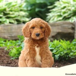 Eagle-F1b/Mini Goldendoodle									Puppy/Male	/8 Weeks,Here comes Eagle, an adorable Mini Goldendoodle puppy ready to win your heart! This charming pup is vet checked, up to date on shots and wormer, plus comes with a health guarantee provided by the breeder. To find out more about this amazing pup, please contact Melvin today!