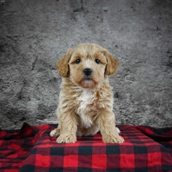 Tori/Shih-Poo									Puppy/Female	/8 Weeks,She is very soft and cuddly . She will her bag of food along .She will be ready to go to her forever home on  5 / 18/ 2023 .