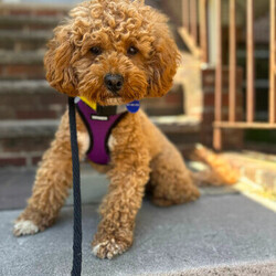 Adopt a dog:Rody/Poodle/Male/Adult,*HARA in collaboration with KK9R* 

----------------------------

Meet Rody! He's a male Poodle mix who is 4 years old and weighs 16 lbs.

*Our adoption radius is now within 30 miles of the following locations: NYC, Boston, Philadelphia, Lehigh Valley, Washington DC *city limits only, Baltimore, MD *city limits only, and Western CT. You must be able to pick up the dog at our office in Astoria, Queens (no exceptions). You must wear a mask and practice safe social distancing when traveling and picking up the dog.*

----------------------------

We kindly ask that you do not inquire about this dog through Petfinder. For more information, please click this link https://bit.ly/2MP8NHt or email applications@koreank9rescue.org!