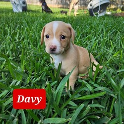 Adopt a dog:Davy/Chihuahua/Male/Baby,I'm a small little guy but act super tough. I love to rough house with cats and small dogs, still learning how to play with large dogs. My foster momma likes to drop me off at 