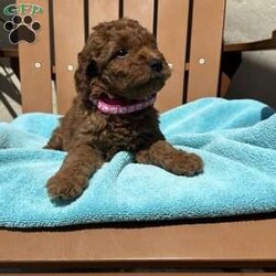 Pink Lemonade/Goldendoodle									Puppy/Female	/5 Weeks,Lexi’s adorable pink girl is a lovely little cutie that lives to snuggle and hang out in your lap. She is very curious while also quite calm.