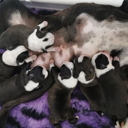 Purebred Pedigree Boston terrier puppies available from 13th July 2023/Boston Terrier//Younger Than Six Months,Shades of tuxedo's is happy to announce the arrival of our newest Boston terrier litter.We have 4 boys and 2 girls, they were born on the 18th may and will be ready to go to their forever families from the 13th July.All puppies come with MDBA pedigree papers marked not for breeding or showing!DNA cleared for JHC by parantage, Vet checked with fit for sale health certificate, wormed every 2 weeks, microchipped, vaccinations, 6 weeks free puppy insurance and we also send all puppies with a complimentary puppy pack to ensure they get off to the best start with their new families.If you are interested we are taking expression of interest now so please contact us 