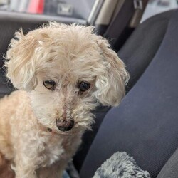 Adopt a dog:Nikki/Maltese/Female/Senior,Sweet senior blind girl was just dumped by her family. She is so sweet and loving.