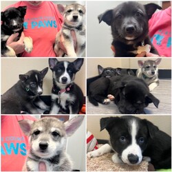 Adopt a dog:me/Mixed Breed/Male/Baby,We are currently accepting applications for our Chocolate Bar Litter! 
Twix, Hershey, Reese, Butterfinger, Milky Way, and Snickers are mixed breed puppies that are searching for their forever home!