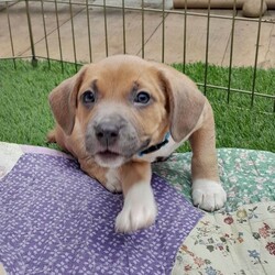 Adopt a dog:Rock Da Casbah /Mixed Breed/Male/Baby,This is Rock da Casbah he is 8 weeks old, weighs 9lbs and is ready for a home of his own. He is very very sweet, and he is always wagging his little nubby tail. Casbah loves to snuggle up in your lap chill out and be chunky. He is interested in toys, loves to give kisses, and likes to play with other dogs. He is a pretty laid back guy but knows how to party. He has not yet met a cat but this age they figure out pretty quickly who is in charge, when establishing that relationship. Casbah would do best in a home with gentle respectful children of any age. Puppies have 2 dappv vaccines, they must return to UCC for core vaccine completion(3 shots over 5 weeks), and spay and neuter when of age, which is included in the adoption fee.
UCC offers discounted after adoption support for our adopted alumni such as: Dog boarding, Day Care and Lower cost weekly wellness and Vaccine Clinic!! Now offering access to our Dog Park currently under construction. Please again read through our website prior to the application for information on adoption fees, who were are what we do and how you can help!!! We will reach out via email only for application approval and appointment times. PLEASE CHECK YOUR SPAM BOX FOR APPLICATION RESPONSE!!!!!! Follow us on Facebook for daily adoption and organization event updates!!!! https://www.facebook.com/UlsterCountyCanines845
Instagram @UlsterCountyCanine