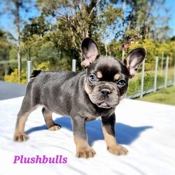 /French Bulldog//Younger Than Six Months,