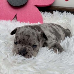 Lily/French Bulldog									Puppy/Female	/5 Weeks,To contact the breeder about this puppy, click on the “View Breeder Info” tab above.