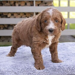 Dusty/Mini Goldendoodle									Puppy/Male	/9 Weeks