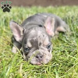 Charlie/French Bulldog									Puppy/Male	/9 Weeks,This sweet and adorable puppy is looking for a forever family! All vaccinations and dewormings are up to date and any necessary paperwork will be provided. Raised by a large and loving family, this pup is sure to be a wonderful new companion for you! To make the transition easier, a baggie of food will also be included. Please contact anytime!