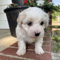 Cooper/Coton de Tulear									Puppy/Male	/6 Weeks,Hey, I’m Cooper. I’m hoping to go to my forever home, and being a furry, huggable part of your family! See you soon. 