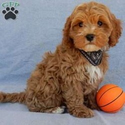 Cooper (F1b)/Cavapoo									Puppy/Male	/10 Weeks,Prepare to fall in love!!! My name is Cooper and I’m the sweetest little F1b cavapoo looking for my furever home! One look into my warm, loving eyes and at my silky soft coat and I’ll be sure to have captured your heart already! I’m very happy, playful and very kid friendly and I would love to fill your home with all my puppy love!! I am full of personality, and ready for adventures! I stand out above the rest with my beautiful curly, red coat!!… I will come to you vet checked and up to date on all vaccinations and dewormings . I come with a 1-year guarantee with the option of extending it to a 3-year guarantee and shipping is available! My mother is Tammy, a 17# cavapoo with a heart of gold and my father is Clifford, an AKC 8# red mini poodle! I will grow to approx. 11-13# and I will be hypoallergenic and nonshedding! !!… Why wait when you know I’m the one for you? Call or text Martha to make me the newest addition to your family and get ready to spend a lifetime of tail wagging fun with me! (7% sales tax on in home pickups)