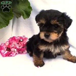 Janelle/Yorkie-Poo									Puppy/Female	/8 Weeks,I am looking for a loving home that will take good care of me and maybe spoil me a little bit !    I have had my vet check and am up to date on my Vac and Worming,,                                    Delivery is available anywhere in the State’s,  or even a Pet Nanny Service that will Travel with me to my Fur-Ever home,                                                                                    One of my favorite past-time’s is to Play in the yard with The little girls of the family,,      I get a little ornery and think I am in control of things whenever I get teased to much,,                                              