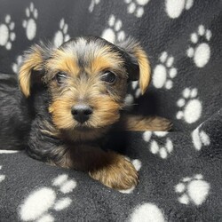 Adopt a dog:Yorkshire terrier puppies.READY NOW!!!/Yorkshire terrier/Mixed Litter/10 weeks,***READY NOW ***
ONLY 1 BOY AND 1 GIRL LEFT !!
Our beautiful,3 year old,pedigree miniature Yorkshire terrier,has delivered a gorgeous litter of 5 puppies on the 25th march 2023
There are 2 boys and 3 girls
Dad is also pedigree Yorkshire terrier and proven stud dog.
Dad has KC papers,he has a brilliant temperament.Mum is our family pet who is fantastic with children and other animals.
Puppies come with first injections,microchipped,vet checked,flea and wormed
Each puppy will leave with their own little birth certificate and puppy pack
£1000 each
