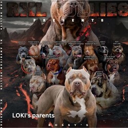 XL Bully Puppy - 100% Imported Bloodline - Grand Champion Quality Pup/American Bulldog//Younger Than Six Months,*Our dogs are all fully health checked, DNA tested, vaccinated and fully registered with ABKC*All dogs include a puppy pack with toys a small bed*Free handling session available in person or by FaceTime if interstate- 1 Female remaining 5 weeks old- Price is 8k with Papers- We ship Australia wide with Jet PetsWith over 4 generations of U.S Pedigree this is as pure as the breed gets.Our pairing of both mum and dad have over 12 Bossy Kennels dogs either side of the bloodline. Bossy Kennels is arguably the best XL Bully Kennel in the world. @bossykennelsinc on InstagramOur pups will be a great addition to any breeding program, suitable to compete in shows or a very beautiful dog for a family.AU Bully Kennels is bringing Aussie's the best Bloodlines from around the world. Our family owned kennel is a trsutworthy, ethical and safe place to start your XL Bully Puppy journey.We have spared no expense to create the best fully Imported Bloodlines in the country. Our dogs speak for themselves.To find out more about our dogs find us on Instagram @aubullykennel
