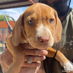 Adopt a dog:Cara/Beagle/Female/Baby,am a puppy, not a nut! CARA NEEDS A FOSTER OR FOREVER HOME!!!!

Name: Cara Best Guess for Breed: Beagle/Terrier Mix

Best Guess for Age: 11 weeks as of 6/5 SEX: Female

Estimated Weight (puppies' weights change quickly!): 13.4 lbs as of 6/5

Gets Along With: Most puppies are in the prime of their socialization window and will do well with other dogs, cats and kids so long as they receive patience and proper training.

Currently Living at: South Carolina shelter; needs DC area foster or forever home!

Special Adoption Considerations: Puppies under 6 months of age need to have multiple potty breaks/exercise throughout the day. Potential adopters with a standard 8-hour workday must be willing to make arrangements to meet the needs of their puppy.
Cara is Looking For: Heya, Hiya! I'm Cara and I'm ready to be your forever friend! My siblings, Cedar, Cashew, and Cinnamon, have loved rolling around in a very cute puppy pile, but I'm ready to pack my puppy suitcase and go out on my own. I'd like to request a family that will give me lots of belly and ear rubs (my ears are divine after all) and toys, treats, and more toys! When I'm a little bit older, I'd love to explore my new neighborhood on lots of silly puppy walks. Of course, I'll definitely want to meet lots of other dogs and people along the way so I grow up to be a well socialized pup. I know that's important. What do you say? Am I the cutie for you?

What My Foster Says About Me: Coming soon!

Puppy Vetting Requirements: Lucky Puppies have had their age appropriate vaccines, but may not yet be 