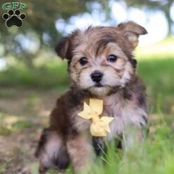 Omar/Morkie / Yorktese									Puppy/Male	/7 Weeks,A cutie like this is a rare find! Omar has the typical, teddy bear face and endearing demeanor of a Morkie. This designer breed has won the hearts of millions for their feisty personalities and portable size. We have trouble saying no to him, because look at that face! His coat is in fact, as silky soft as it looks. Their knack for bringing smiles to the faces of everyone they meet has ensured that these pups have received endless love and attention since birth. This has allowed them to become highly socialized and very adaptable.