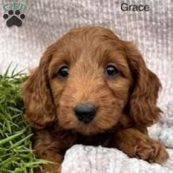 Grace/Mini Goldendoodle									Puppy/Female	/9 Weeks,This sweet and adorable puppy is looking for a forever family! All vaccinations and dewormings are up to date and any necessary paperwork will be provided. Raised by a large and loving family, this pup is sure to be a wonderful new companion for you! Please contact anytime!