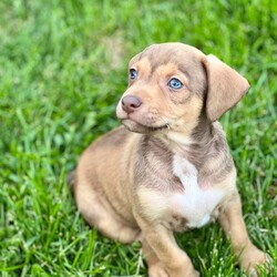 Adopt a dog:Hershey/Beagle/Male/Baby,Meet Hershey!  Hershey is one of Billie’s 5 male puppies. Billie was surrendered to a high kill shelter, pregnant. Billie has the long legs of an Italian greyhound, as well as the body type.  Her ears remind us of a Chihuahua.  She also has the coloring of a pug mix.  Her puppies have tails similar to pugs or basenjis.  While her exact breed mix is anyone’s guess, she and her babies are our favorite breed - MUTT!

All of Billie’s puppies are friendly, social and outgoing. They are all in foster homes with other dogs. These boys enjoy spending time with their dog foster siblings but also enjoy spending time cuddling with the humans in their foster homes.

They have begun the crate training and housebreaking process. 

All of the puppies have been to the vet and received a clean bill of health. They are up to date on all age appropriate veterinary care. Billie is about 20 pounds and the vet estimates the boys will remain in the 25-35 pound range. At 7 weeks, the boys are in the 5-6 pound range. Please know that this is an estimate and we cannot guarantee their size when they are full grown. 

The puppies were born in a foster home on March 28, 2023. 

If you are interested in meeting any of the boys, the first step is to complete an application at our website, www.helporphanpuppies.org. Please note that our adoption requirements are noted on our website.

Help Orphan Puppies is registered with the New York State Department of Agriculture and our registration number is RR047.