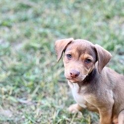 Adopt a dog:Hershey/Beagle/Male/Baby,Meet Hershey!  Hershey is one of Billie’s 5 male puppies. Billie was surrendered to a high kill shelter, pregnant. Billie has the long legs of an Italian greyhound, as well as the body type.  Her ears remind us of a Chihuahua.  She also has the coloring of a pug mix.  Her puppies have tails similar to pugs or basenjis.  While her exact breed mix is anyone’s guess, she and her babies are our favorite breed - MUTT!

All of Billie’s puppies are friendly, social and outgoing. They are all in foster homes with other dogs. These boys enjoy spending time with their dog foster siblings but also enjoy spending time cuddling with the humans in their foster homes.

They have begun the crate training and housebreaking process. 

All of the puppies have been to the vet and received a clean bill of health. They are up to date on all age appropriate veterinary care. Billie is about 20 pounds and the vet estimates the boys will remain in the 25-35 pound range. At 7 weeks, the boys are in the 5-6 pound range. Please know that this is an estimate and we cannot guarantee their size when they are full grown. 

The puppies were born in a foster home on March 28, 2023. 

If you are interested in meeting any of the boys, the first step is to complete an application at our website, www.helporphanpuppies.org. Please note that our adoption requirements are noted on our website.

Help Orphan Puppies is registered with the New York State Department of Agriculture and our registration number is RR047.