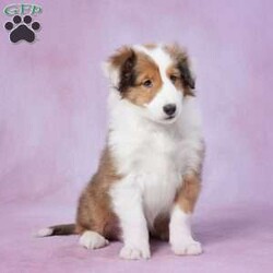 Pancy/Sheltie									Puppy/Female	/9 Weeks,Introducing Pancy, an AKC registered Shetland Sheepdog puppy ready for a loving home. With her vibrant eyes and stunning coat, she is a delightful bundle of joy. Pancy is intelligent, active, and eager to please. She has received proper care, socialization, and vaccinations. Don’t miss the chance to bring this loving and loyal companion into your life.