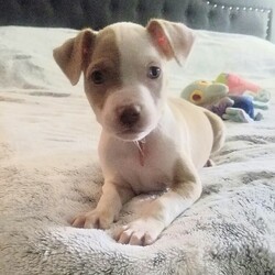 Adopt a dog:Texas/Pit Bull Terrier/Male/Baby,Texas is a 2.5 month old, 8 lb. sweet, cuddly terrier mix. He is expected to be around 35 lbs once he is full grown. He is the sweetest little runt of the siblings. But don’t let his size fool you, he got his name cause his heart is as big as the size of Texas. The second he sees you his tail goes into overdrive and he just wants to show you how much he loves you by giving you the sweetest puppy kisses. He loves to be picked up and held, and he will just melt into your body for snuggles. He loves spending time with his people, so if you are looking for a pup that will be your side kick on every adventure or just snuggling up on the couch with, Texas if your guy. 

Texas is low to medium energy, so he will require daily walks and outside playtime, then he is ready to cuddle up with his human for a relaxing nap after. He would do well in a laid back, low energy household where he would be able to lounge around with his humans and go on a couple of leisurely walks each day. He would be happy to go on longer adventures hiking and exploring the outdoors, but he isn't going to need that type of strenuous daily exercise. He will play with toys and his siblings, but boy does he love his snuggles with his favorite humans! 

Texas is dog, cat, and kid friendly. He is on the calmer side compared to most of his siblings, so he would do great in a home with kids of any age that he can cuddle and play with. He would fit in great with existing pets in the home as he is sweet and submissive, but he would be just fine being the only fur-child as long as he has plenty of time to spend with his human. He lives with both cats and dogs in his foster home and does great with them all. This sweet boy loves everyone he meets. 

Texas is kennel trained, and he is currently working on potty training and leash training. He is picking up on potty training quickly and is motivated by both praise and food. His ideal home environment would be a house with a fenced in backyard, but he would do well in an apartment, townhouse or condo as long as he gets daily exercise and has a human that is home with him majority of the day to continue his potty training. 

If you are interested in adopting Texas, please fill out an application at: https://www.loveandpuppypawsdogrescue.com/adoption-application. 

Texas is in a foster home in South Texas and will be transported once adopted. Due to his age and size, he will not be neutered before he heads to his forever home. There is a $200 spay/neuter deposit required that is fully refundable once the procedure is completed. He cannot be adopted in Canada at this time.

TRANSPORT: Currently we have monthly transports. It will be up to the adoptive family to meet the transport to pick up your new family member. Please be advised that our dogs are adopted to their forever families prior to being transported. Unfortunately at this time, we cannot bring dogs for a typical meet and greet situation, due to the extensiveness of the transport distance and it being unfair for the dogs who are not adopted to have to make the trip back.

Please be advised that applications are reviewed in the order that they are received. To ensure we are honoring the dogs that we have committed to helping, we do have policies and procedures in place that we follow when reviewing adoption applications. LAPP Dog Rescue is ran 100% by volunteers, so please be mindful that when you submit an application that it can take a few days to be reviewed. Submitting an application is not a confirmation that the adoption will be approved/completed. Before submitting the application, please read the FULL description on PetFinder describing the dog's personality, energy level, housing requirements and our policy on meet and greets.

The total cost to adopt is $830, which includes a $400 adoption fee, $230 transport fee, and a $200 refundable deposit. The adoption fee includes all age appropriate vaccinations, microchip, flea/tick/heartworm prevention, dewormer, and health certificate from a licensed veterinarian.