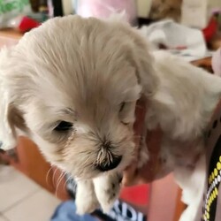 Adopt a dog:Puppies Moodle x Cavoodle /Maltese//Younger Than Six Months,Moodle x Cavoodle puppies5 weeks old1 boy gold with white on his head1 girl Gold with white on her head1 caramel and white boy1 caramel and white girl1 pale coffee girlmother moodlefather Cavoodlevet checked vaccinated and microchip$200 holding deposit none refundableReady for their new for ever home31st of May 2023Bin number 0011637289954