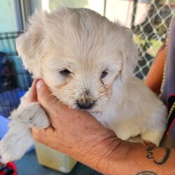 Adopt a dog:Puppies Moodle x Cavoodle /Maltese//Younger Than Six Months,Moodle x Cavoodle puppies5 weeks old1 boy gold with white on his head1 girl Gold with white on her head1 caramel and white boy1 caramel and white girl1 pale coffee girlmother moodlefather Cavoodlevet checked vaccinated and microchip$200 holding deposit none refundableReady for their new for ever home31st of May 2023Bin number 0011637289954