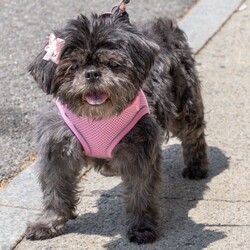 Adopt a dog:Breanna/Shih Tzu/Female/Senior,Breanna:  Shih Tzu, spayed female, 17 yrs. old (although you wouldn't know it activity or looks wise.)

notes:  Breanna's mistress was forced to surrender her two dogs (both of which we took) due to her own health issues.    The Fact that Breanna is so cute and sweet, we felt that we could find her the right home, despite her age.

For more information, please Call Jennifer:  518-664-3450

CDHA does not adopt to families with children under 5 years of age, people under the age of 21 nor people in transition, e.g., college students. 

Adopters must live within an hour drive of Albany, NY. 

The adoption application can be found at: https://cdha.net/pets-for-adoption/adoption-application/. Submitting an application does not commit you to adopt a dog nor does it guarantee you will be approved to adopt.