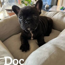 French Bulldog/French Bulldog//Younger Than Six Months,French Bulldog puppies Boys , microchipped , vaccinated 25/6 will be available 26/6/2023 being 8 weeks old 