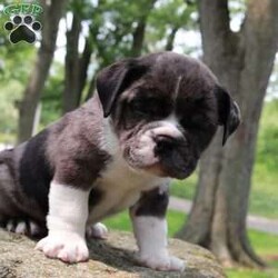 Hunter/English Bulldog Mix									Puppy/Male	/8 Weeks,This sweet and adorable puppy is looking for a forever family! All vaccinations and dewormings are up to date and any necessary paperwork will be provided. Raised by a large and loving family, this pup is sure to be a wonderful new companion for you! To make the transition easier, a baggie of food will also be included. Please contact anytime!