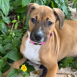 Adopt a dog:Oleander /Beagle/Female/Baby,Oleander is a 3-month-old, 15 lb female, beagle/hound mix.
Oleander is currently located in South Texas and will be transported. 
Hello! My name is Oleander. I am still a puppy so I get burst of energy throughout the day. I do have my down times when I enjoy laying on the kitchen rug and watching my foster mom cook. I'm such a good dog. Even though I am a puppy, I haven't destroyed a single item in my foster home or yard. My foster mom says I'm a very smart pup and a quick learner. I'm getting the hang of potty training and working on crate training. I have a foster sibling that's a cat. I like her but she likes her space, so I keep my distance. I like to think I am a lot of fun and I'm looking forward to bring some of that fun and joy into your family. 

Our organization only adopts within the United States.

Faith and Hope is a multi-state rescue with locations in Texas, Washington, Oregon, Maryland, and Connecticut. All dogs and cats are rescued from the state of Texas to be transported to Washington, Oregon, Connecticut and Maryland with placement in their adoptive family’s homes. Our $700 adoption fee includes all core vaccinations (DHPP, rabies, spay/neuter, microchip and transportation)

If interested in learning more, please email us at faithandhopeadoptions@gmail.com or fill out our online application.

https://www.faithandhopefoundation.org/adoptionapp

If interested in learning more about our adoptable dogs, cats and adoption process, or our foster home program, please contact us at above email.

Due to the number of requests that we receive on our cats, kittens, puppies and dogs, please be advised that all adoption applications are processed in the order received. Once we send you an application, your place in line does not get reserved until your application is returned to us.