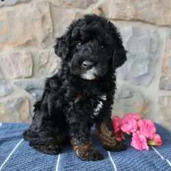 Myla/Cockapoo									Puppy/Female	/9 Weeks,Are you looking for a loving Cockapoo puppy? Take a look at these cuties! Each puppy is up to date on shots and dewormer and vet checked! The breeder offers a health guarantee as well! If you are looking for a well socialized puppy to add to your family contact the Joel today! 