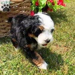Blackberry/Mini Bernedoodle									Puppy/Male	/9 Weeks,Blackberry is a Tri Micro bernedoodle who is expected to be around 15-25 pounds full grown. Ready to go home June 14th! Momma is a Micro bernedoodle named Snowy and dad is a Micro bernedoodle named Tiny!