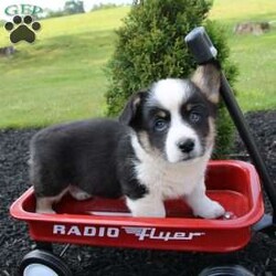 Rose/Pembroke Welsh Corgi									Puppy/Female	/7 Weeks,Here comes an adorable bat-eared little pup with a wiggly tail! This charming puppy is up to date on shots and dewormer and vet checked. The breeder made sure this puppy is well socialized and family raised. If you are looking for a loving puppy to add to your home contact us today! 