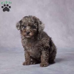 Dora/Toy Poodle									Puppy/Female	/7 Weeks,AKC registered / Genetically tested Parents – Happy and healthy – Toy Poodle – Up to date on and deworming – Microchipped – 6 month health/1 year genetic guarantees(1yr/2yr if you remain on recommended food)- Full vet examination Call/text/email to schedule a time to come out and visit. We can ship to you, or can meet you at our airport. We can also meet in between if a reasonable distance.