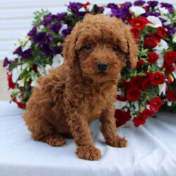 Dorthy/Miniature Poodle									Puppy/Female	/8 Weeks,Here comes an adorable Mini Poodle puppy ready to win your heart! This charming pup is vet checked, up to date on shots and wormer, plus comes with a health guarantee provided by the breeder. To find out more about this amazing pup, please contact us today!