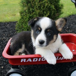 Rose/Pembroke Welsh Corgi									Puppy/Female	/7 Weeks,Here comes an adorable bat-eared little pup with a wiggly tail! This charming puppy is up to date on shots and dewormer and vet checked. The breeder made sure this puppy is well socialized and family raised. If you are looking for a loving puppy to add to your home contact us today! 