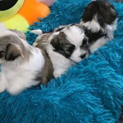 Maltese Shih Tzu Puppies for Sale /Shih Tzu//Younger Than Six Months,Our gorgeous Maltese Shih Tzu Puppies are soon ready in 3 weeks to go to their everlasting loving homes. Born 17th May.Not only are they adorable, they are super loving, playful and gentle too!They have been hand raised at home and have so much love to give.Our fur babies are hypoallergenic and loop non shedding which makes them perfect for any sensitive family members.In 3 weeks already toilet trained on mats and also will be taught how to use doggy door by the time they ready to go to their forever homes.3 Girls4 Boys ( 1 sold)Pups comes with> Vet Check>Microchipped>First Vaccination>Wormed (2,4,6,8 Weeks)>Puppy PackBoth Parents are Maltese Shih Tzu and both are Orivet tested and DNA Cleared.Last photo are the parents.Available upon Viewing.We will only consider loving homes. puppies will be ready to rehome in 8 weeks which is 12th July.Please contact on ******8874. REVEAL_DETAILS RPBA 5411