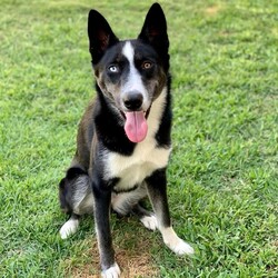Adopt a dog:Sky/Collie/Female/Young,Sky is a sweet little girl. Shes very gentle with everyone. She loves getting and giving attention and enjoys playing outside. She is looking or her forever home where she can grow up and old.