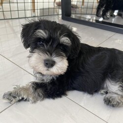 Adopt a dog:Stunning KC black and silver boy is for sale ready soon! ??/Miniature schnauzer/Male/7 weeks,This beautiful Kennel Club registered boy pup is 7 weeks old and looking for his forever home. He is very sweet natured, smart and inquisitive. Brought up in a smoke free, family home with children and other family dogs, puppy is well socialised and very affectionate. He’ll be ready to be homed from the 1st July.
This sire won a place in his class at Crufts and his dam is very athletic, both are very sweet natured and well trained. Puppy has a clear BVA eye test and will be vaccinated, wormed and health checked.