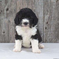 Dakota/Mini Sheepadoodle									Puppy/Male	/6 Weeks,To contact the breeder about this puppy, click on the “View Breeder Info” tab above.