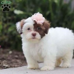 Daisy/Teddy Bear									Puppy/Female	/9 Weeks,Say Hi to Miss Daisy! She’s a super friendly and exquisite Shichon, it’s hard to not get attached to her. She has the ability to make anyone smile, just spend a little time with her and you’ll have a new best friend 