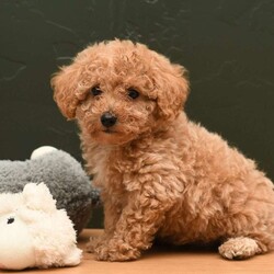 Holly/Miniature Poodle									Puppy/Female	/8 Weeks,To contact the breeder about this puppy, click on the “View Breeder Info” tab above.