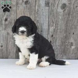 Dakota/Mini Sheepadoodle									Puppy/Male	/6 Weeks,To contact the breeder about this puppy, click on the “View Breeder Info” tab above.
