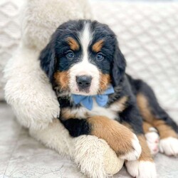 Arlo/Bernese Mountain Dog									Puppy/Male	/6 Weeks,Meet Arlo, a handsome AKC Bernese Mountain Dog! He’s a super friendly and exquisite pup, it’s hard to not get attached to him. He has the ability to make anyone smile, just spend a little time with him and you’ll have a new best friend. He is a happy and healthy little guy!