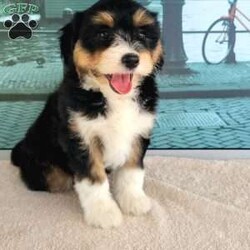 Lucy/Miniature Aussiedoodle									Puppy/Female	/8 Weeks,Meet “Lucy” I’m a Tri Miniature Aussiedoodle girl who is friendly and currently being family raised on a farm with children, making me a perfect addition to your family home, If you would like more information on me, call or text the breeder today!